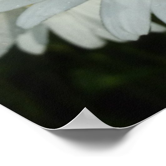 Poster Raindrops sur Daisies Floral Fleur sauvage (Coin)