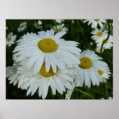 Poster Raindrops sur Daisies Floral Fleur sauvage (Devant)