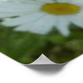 Poster Raindrops sur Daisy I Floral Fleur sauvage (Coin)