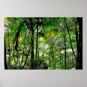 Poster Rainforest (Devant)