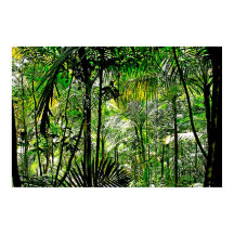 Poster Rainforest
