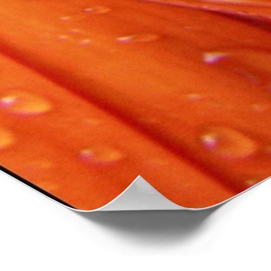 Poster Rainy Daisy (Coin)