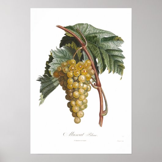 Poster Raisin, blanc muscat (Devant)
