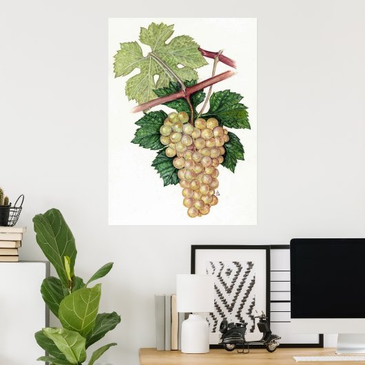 Poster Raisin blanc — Sue Abonyi (Bureau à domicile)