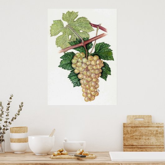 Poster Raisin blanc — Sue Abonyi (Cuisine)