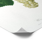 Poster Raisin Blanc (Vitis vinifera genuensis) (Coin)