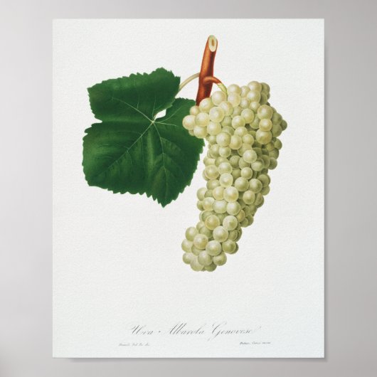Poster Raisin Blanc (Vitis vinifera genuensis) (Devant)