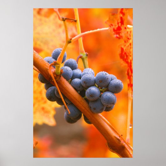 Poster Raisin de vigne dans le vignoble (Devant)