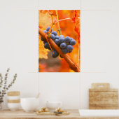 Poster Raisin de vigne dans le vignoble (Cuisine)