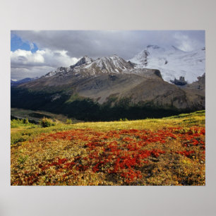 Poster Raisin d'ours au début de l'automne Athabasca Peak