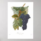 Poster Raisin, Mascate arouya (Devant)