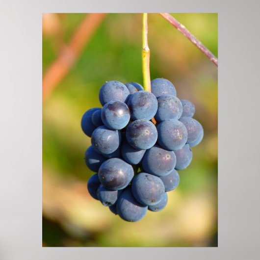 Poster Raisins (Devant)