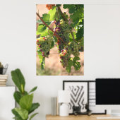 Poster Raisins blancs et rouges (Bureau à domicile)