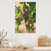 Poster Raisins blancs et rouges (Cuisine)
