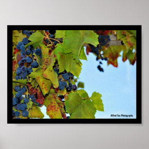 Poster Raisins Bleu Ciel