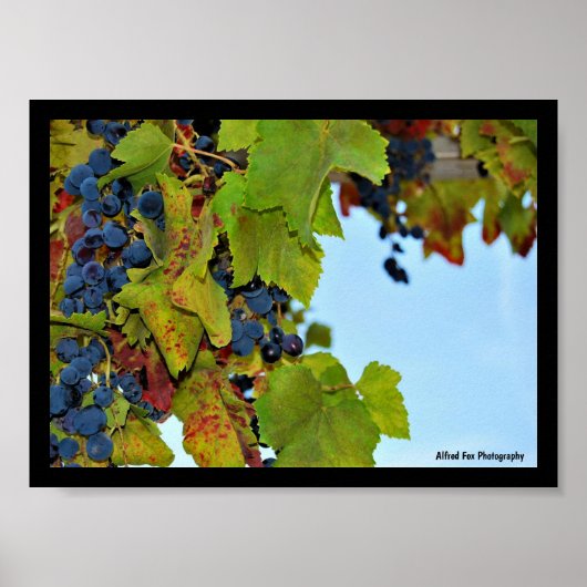 Poster Raisins Bleu Ciel (Devant)