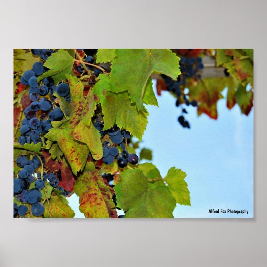 Poster Raisins Bleu Ciel (Devant)