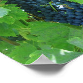 Poster Raisins Bleus (Coin)