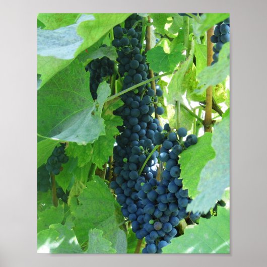 Poster Raisins Bleus (Devant)