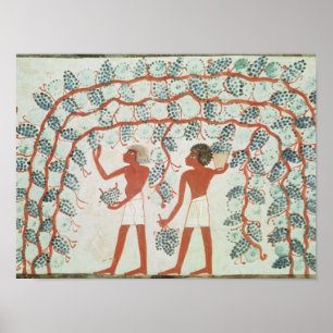 Poster Raisins de cueillette, de la tombe de Nakht