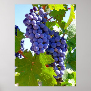 Poster Raisins de vignoble