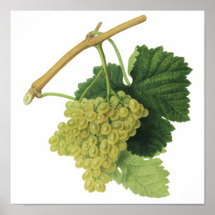 Poster Raisins de vin blanc sur la vigne, fruits alimenta
