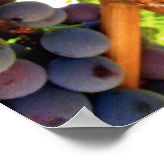 Poster Raisins Idaho Concord (Coin)