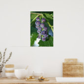 Poster Raisins pourpres (Cuisine)