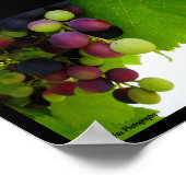 Poster Raisins sur la vigne (Coin)