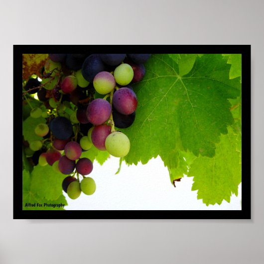 Poster Raisins sur la vigne (Devant)