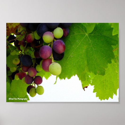 Poster Raisins sur la vigne (Devant)