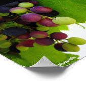 Poster Raisins sur la vigne (Coin)