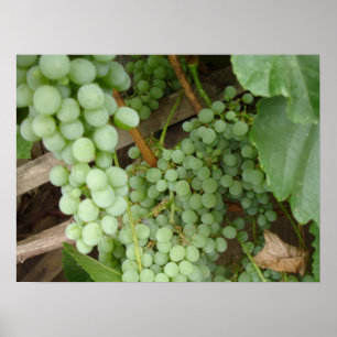 Poster Raisins sur la vigne