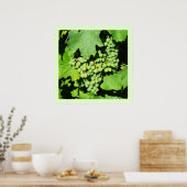 Poster raisins verts sur la vigne (Cuisine)