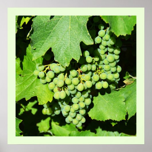 Poster raisins verts sur la vigne (Devant)
