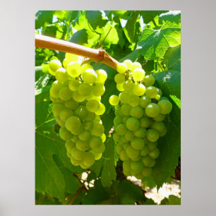 Poster Raisins verts sur la vigne