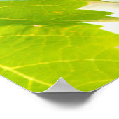 Poster Raisins verts sur vigne (Coin)