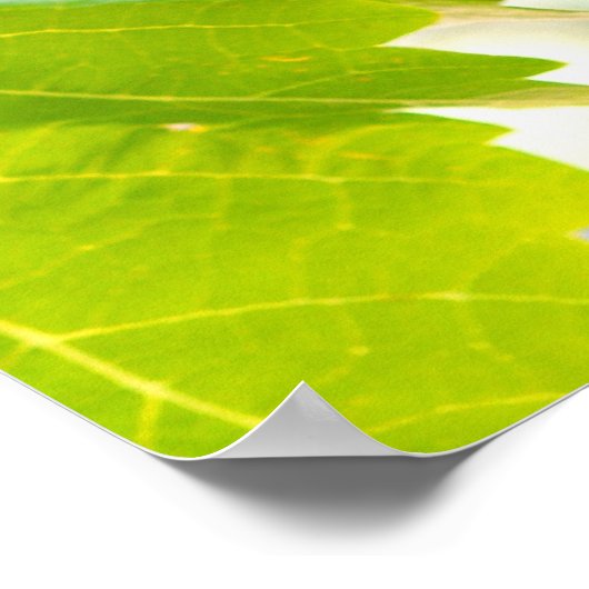 Poster Raisins verts sur vigne (Coin)