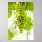Poster Raisins verts sur vigne (Devant)