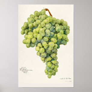Poster Raisins (Vitis) Aquarelle de fruits