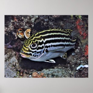 Poster Raja Ampat Sweetlips