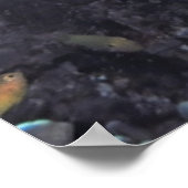 Poster Raja Ampat Sweetlips (Coin)