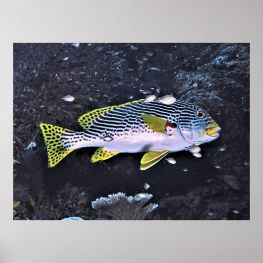 Poster Raja Ampat Sweetlips (Devant)