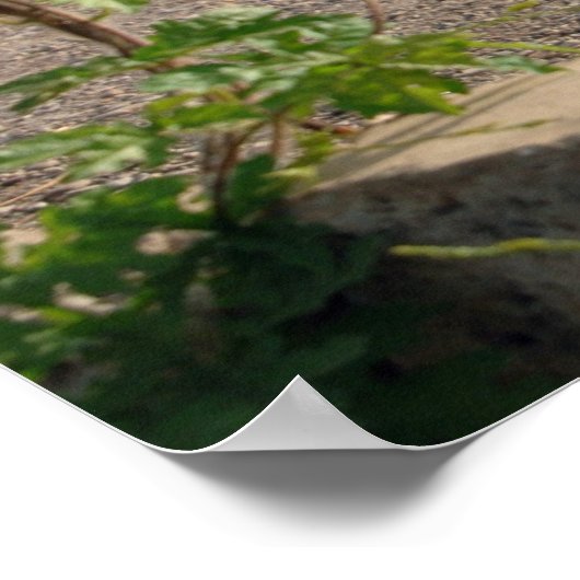 Poster Rakkasan (Coin)