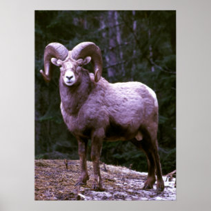 Poster RAM de Bighorn