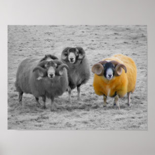 Poster RAM écossaises