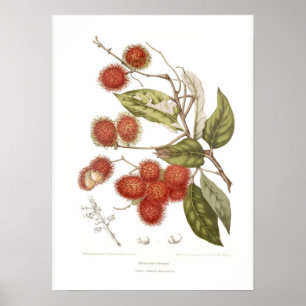 Poster Ramboutan