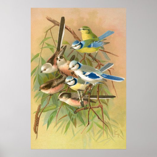 Poster Rameaux bleu eurasien - Rameaux à queue longue, oi (Devant)