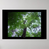 Poster Ramsey Canopy (Devant)