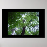 Ramsey Canopy